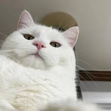 Rizky Pratama avatar